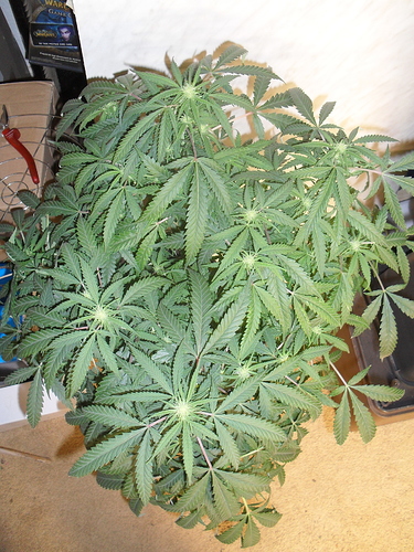 Growreport Bild 3