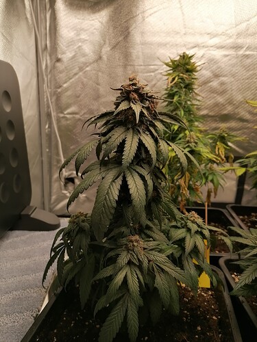 Growreport Bild 5