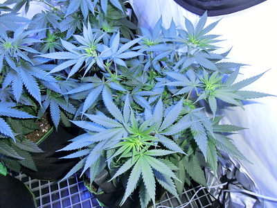 Mehrere junge Cannabispflanzen in einem Zelt, die sich im Wuchs befinden und noch nicht in die Blütephase übergegangen sind.