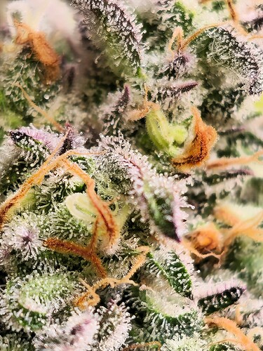 Growreport Bild 36
