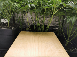 Growreport Bild 22