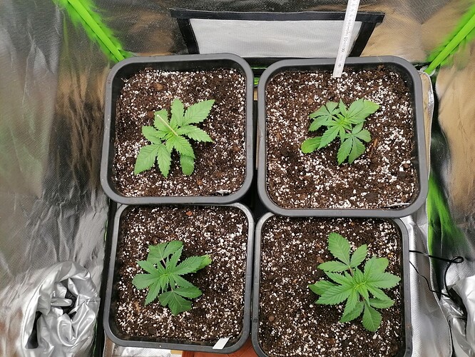 Growreport Bild 1