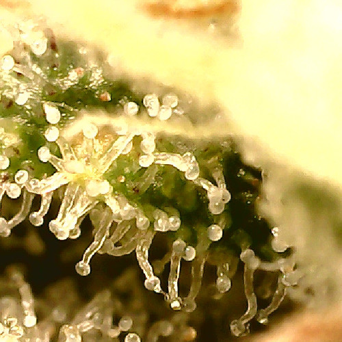 Growreport Bild 10