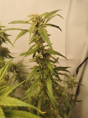 Growreport Bild 16