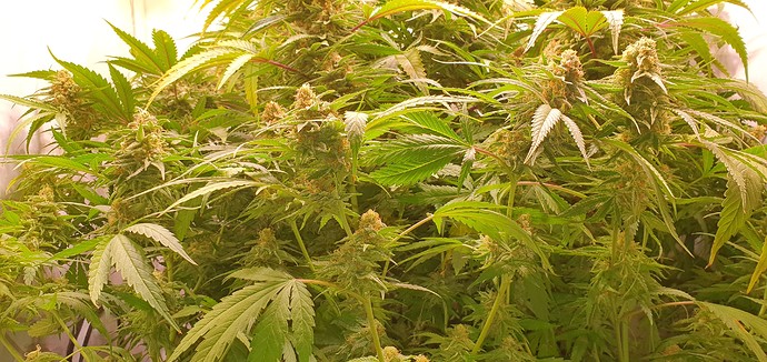 Growreport Bild 1