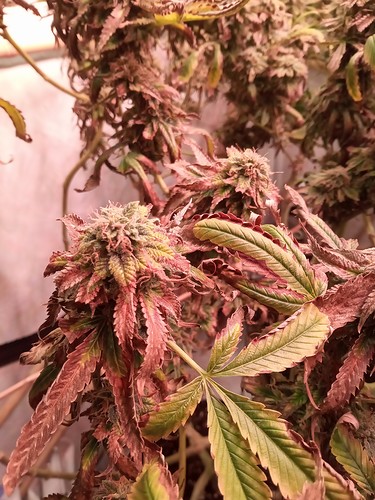 Growreport Bild 4