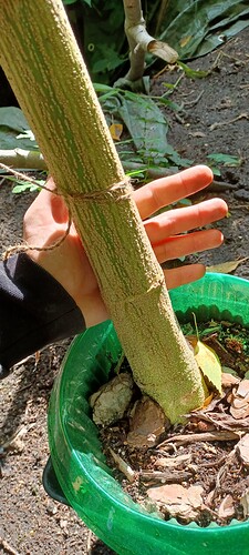 Growreport Bild 6