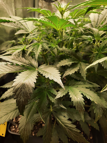 Growreport Bild 10