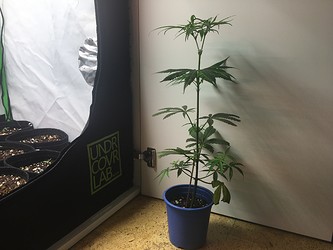 Growreport Bild 8
