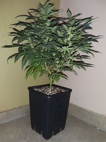 Growreport Bild 21