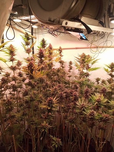 Growreport Bild 56