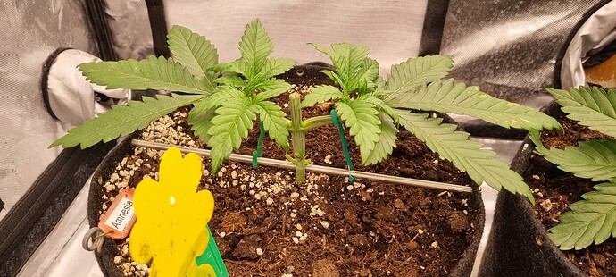 Growreport Bild 31