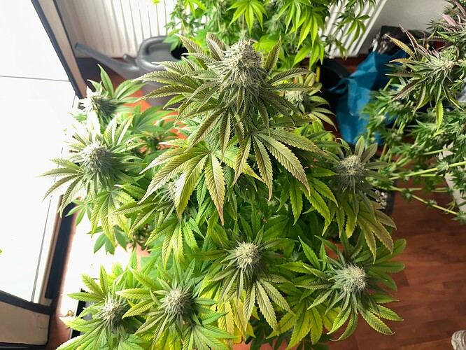 Growreport Bild 1