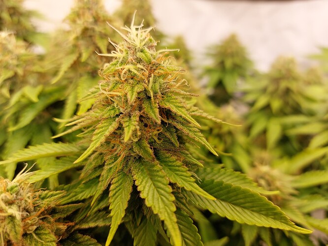 Growreport Bild 7