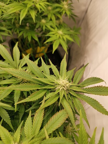 Growreport Bild 24