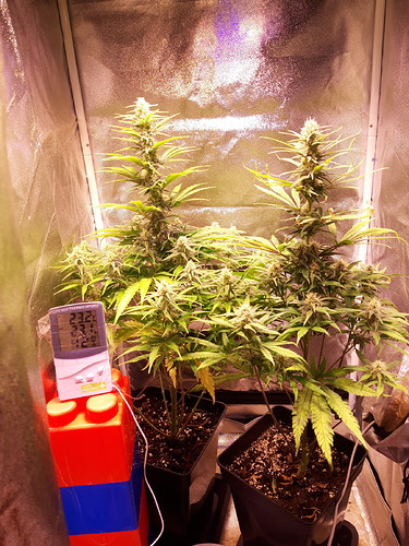 Growreport Bild 4