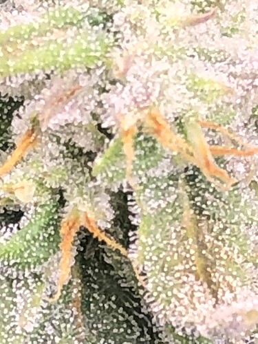 Growreport Bild 5