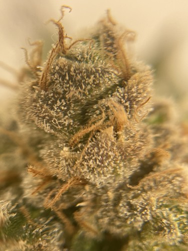 Growreport Bild 25