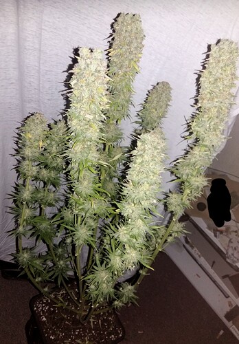 Growreport Bild 9