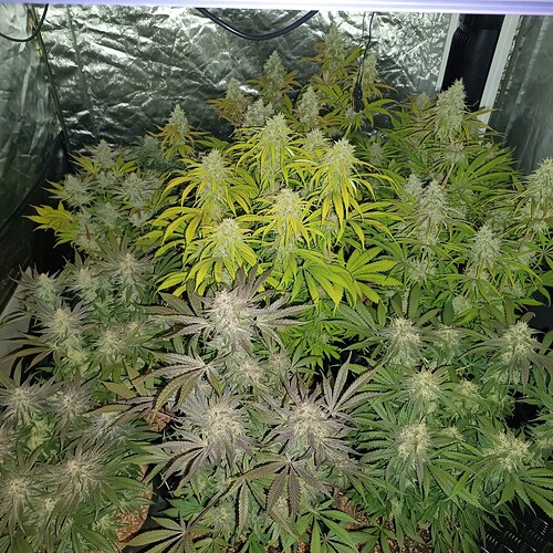 Growreport Bild 2