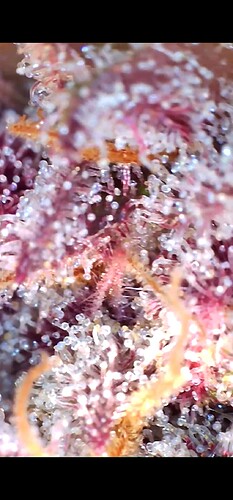 Growreport Bild 27