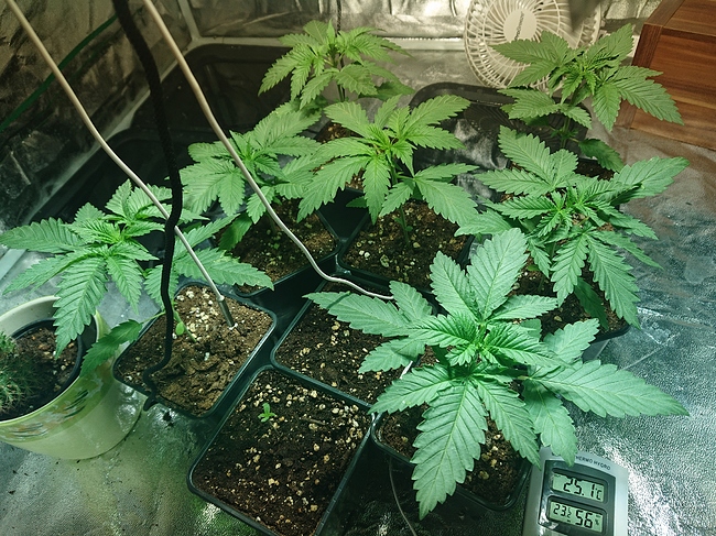 Growreport Bild 20