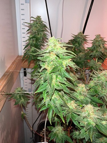 Growreport Bild 4