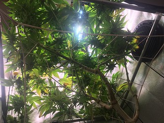 Growreport Bild 8
