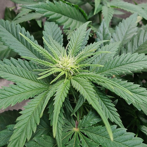 Growreport Bild 9
