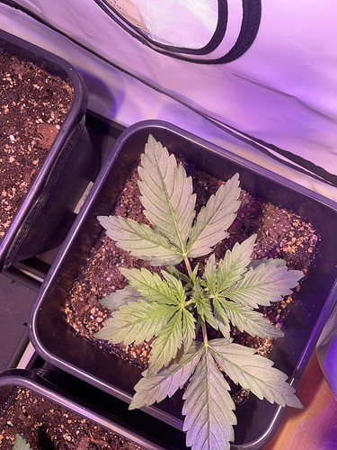 Growreport Bild 9