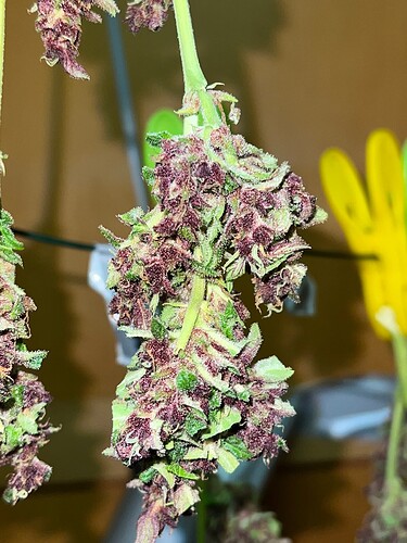 Growreport Bild 19