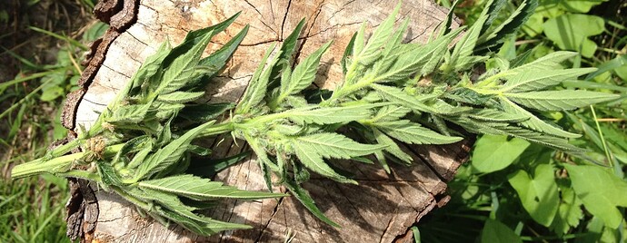 067_RD1schimmel_noternte2_01