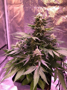 Growreport Bild 28