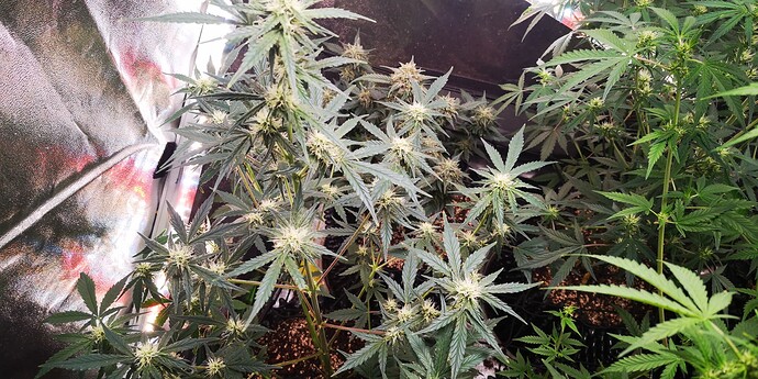 Growreport Bild 25