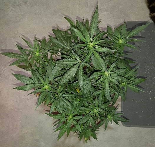 Growreport Bild 2
