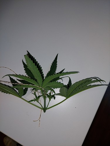 Growreport Bild 14