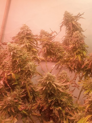 Growreport Bild 73