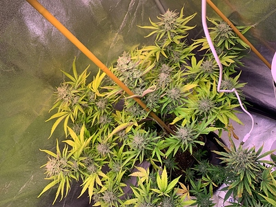 Growreport Bild 24