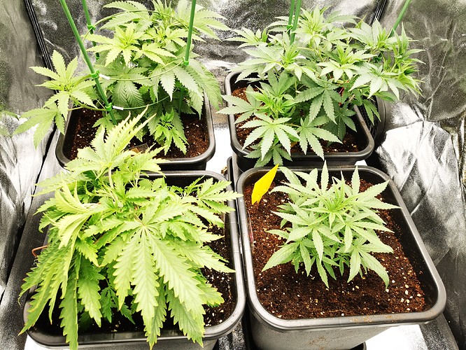 Growreport Bild 1