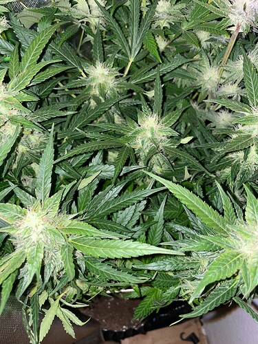 Growreport Bild 50