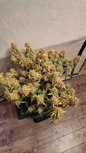 Growreport Bild 5