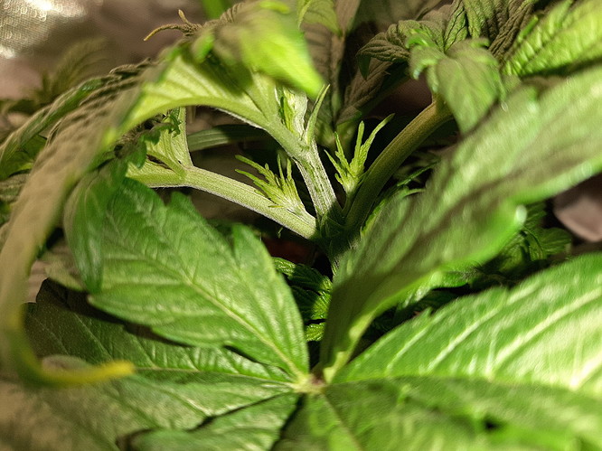 Growreport Bild 3