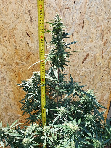 Growreport Bild 2
