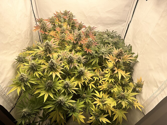 Growreport Bild 4