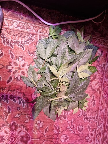 Growreport Bild 48
