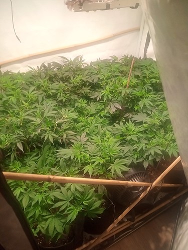 Growreport Bild 72
