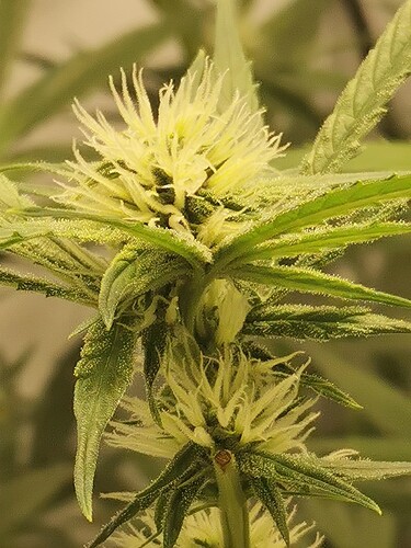 Growreport Bild 1