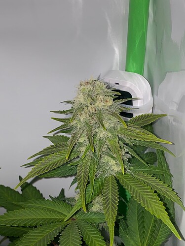 Growreport Bild 1