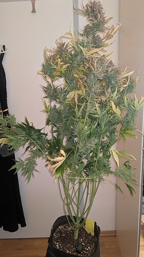 Growreport Bild 7