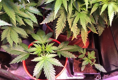Growreport Bild 16